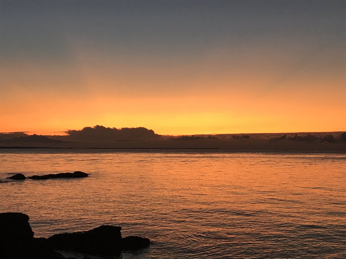 Walks with Buddy tweet media