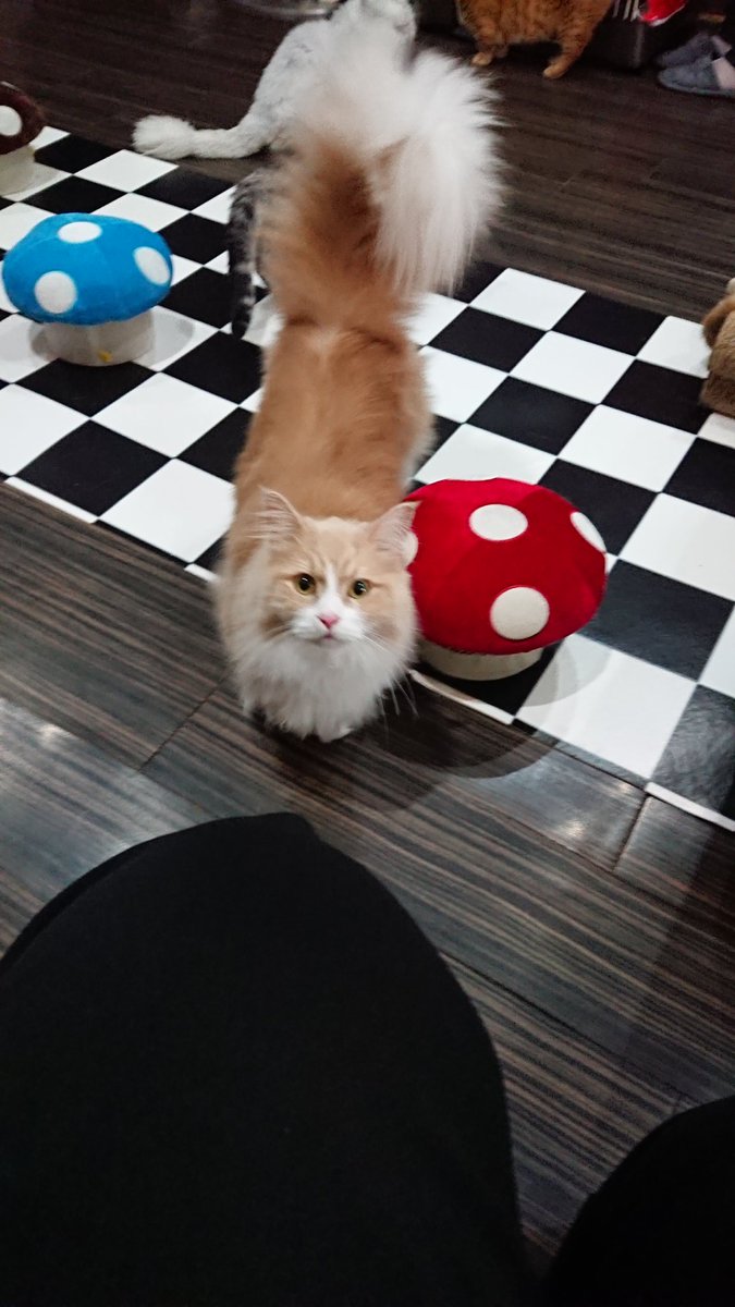 Munch_cat_v's tweet photo. #里親募集中 #マンチカン #男の子 #ボ��ボ

愛称︰ボルボ

遊ぶの大好きなイケニャンマンチカン。
普段は甘えん坊で可愛いやつですが、喧嘩っ早いとこがあるので他猫との相性は要注意です⚠
爪切りなども嫌うので猫慣れしてる方のほうがいいかもしれません💦

#猫 #保護猫カフェマンチカン #鶴橋 https://t.co/pwoDp4NY2S