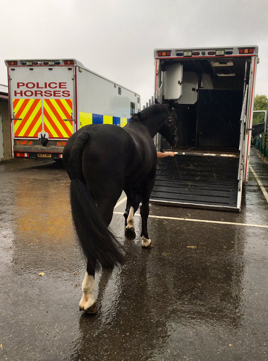 ASPoliceHorses's tweet photo. Blaise is the last horse to load - here’s hoping for better weather with @HantsPolice 🐴 🌧 #workingtogethertokeepyousafe https://t.co/I32l72maoO