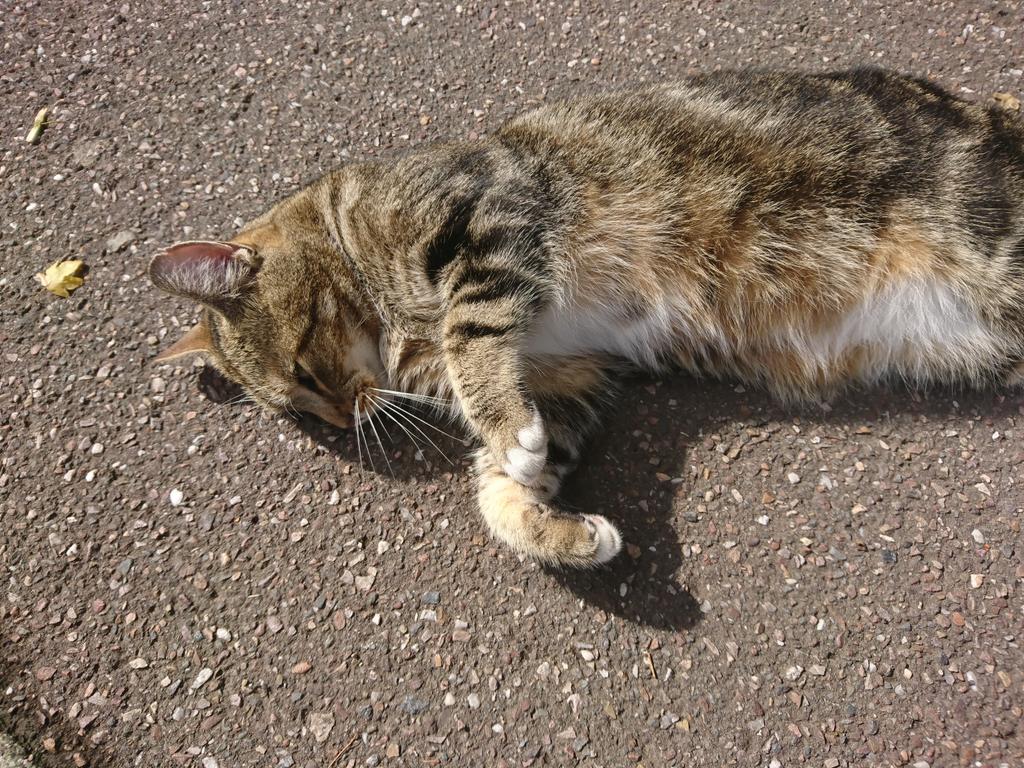 Longarmofthepaw's tweet photo. If I lay here looking floofy and cute, will you give me treats human😻😽
The answer is YES! 😸
Good human, stay! Staaaay...
#WelltrainedStaff #TougeOutTuesday #TabbyTuesday #Treatedfairly #TabbyTroop #Wellbeing https://t.co/LjArFHLzwY