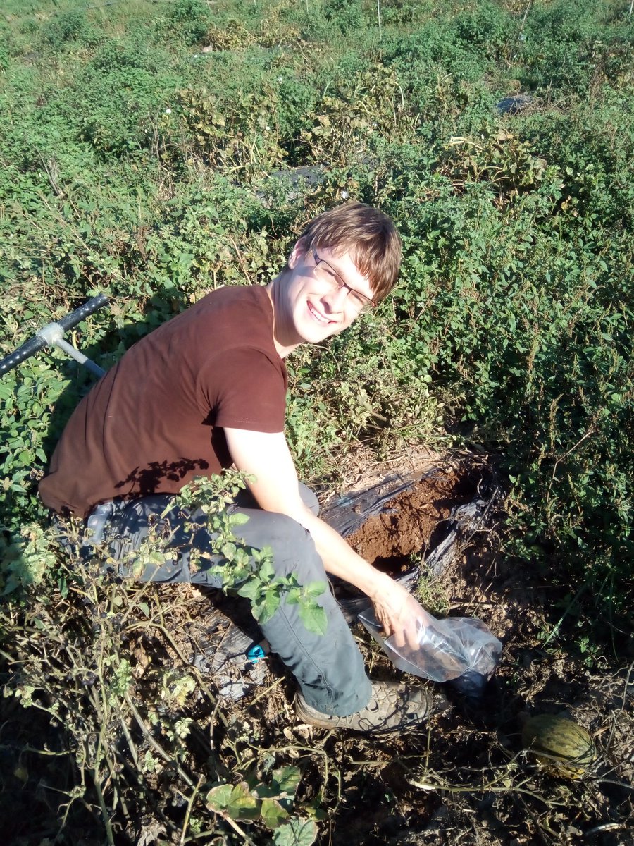VirginiaSanNava's tweet photo. Muestreo de suelo en nuestro CS16, donde hemos cultivado melón en asociación con caupí bajo práctica de manejo ecológica @diverfarmingES @zornoza_raul https://t.co/kzu4PROqhn