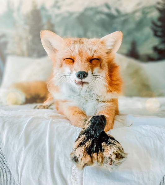 furryvalley's tweet photo. Inner... peace... :3 <3 #furry #fox https://t.co/QtBULrv86Y