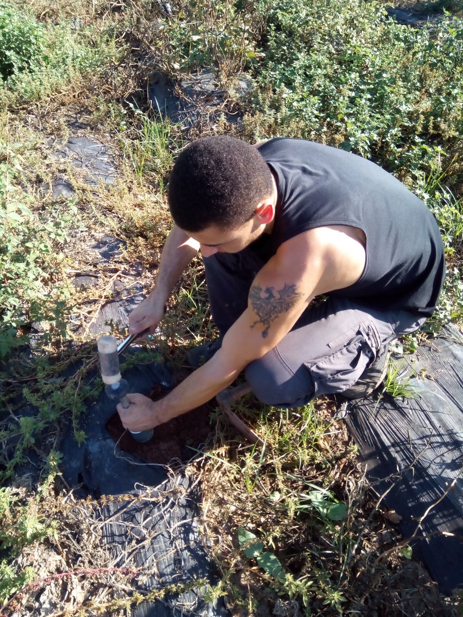 VirginiaSanNava's tweet photo. Soil sampling in our CS16, where we have grown melon intercropped with cowpea under organic management practice @diverfarming @zornoza_raul https://t.co/XeGYAq3LVi