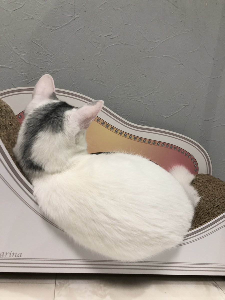 コンチェルト みほ