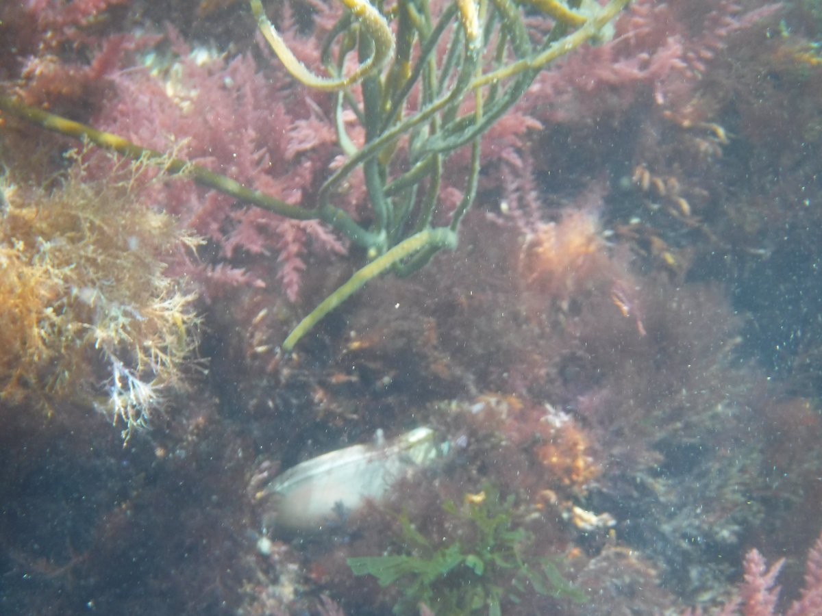SUPinaBagUK's tweet photo. Lucky to find 3 in situ #MermaidsPurse #NursehoundShark on the Roseland. 2 at a known site and 1 at a new location. @SharkTrustUK #TheGreatEggcaseHunt #SUPlikealocal #SUPSafari https://t.co/ZMRkatMFpw