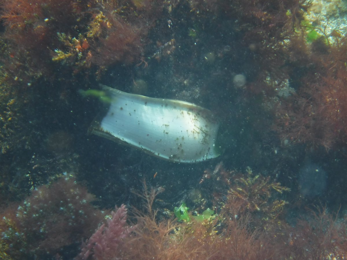 SUPinaBagUK's tweet photo. Lucky to find 3 in situ #MermaidsPurse #NursehoundShark on the Roseland. 2 at a known site and 1 at a new location. @SharkTrustUK #TheGreatEggcaseHunt #SUPlikealocal #SUPSafari https://t.co/ZMRkatMFpw