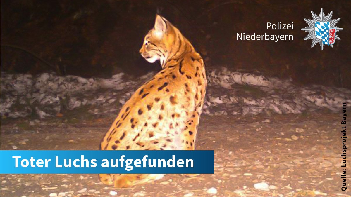 Reinhold Mayer Mase0173 Twitter