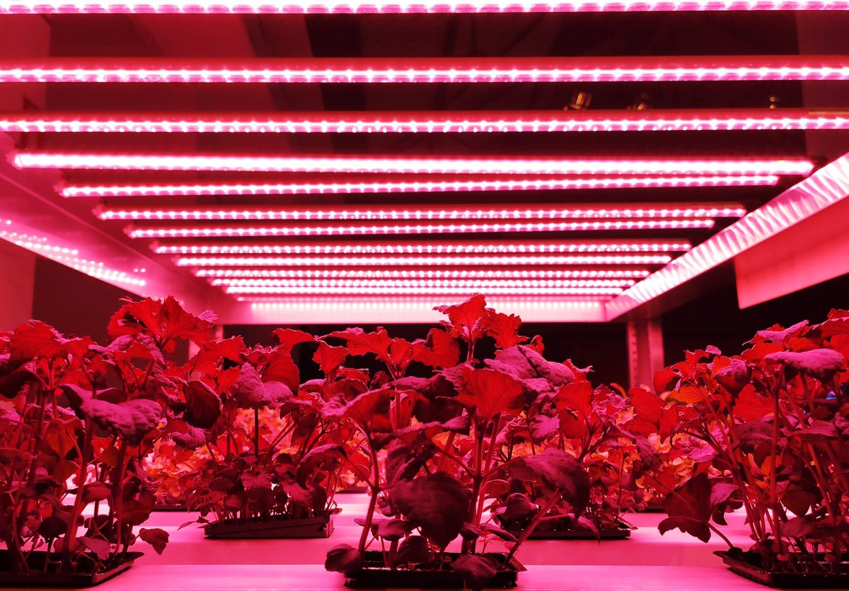 subenelux's tweet photo. Is this the future of food?

At the SingularityU Summit we are showing the future of food production in a very small and scaleable form. Everyone at the Summit. Go try is at the Riverside. #futureproofEurope #futureOfFood https://t.co/PIfHwsqEER
