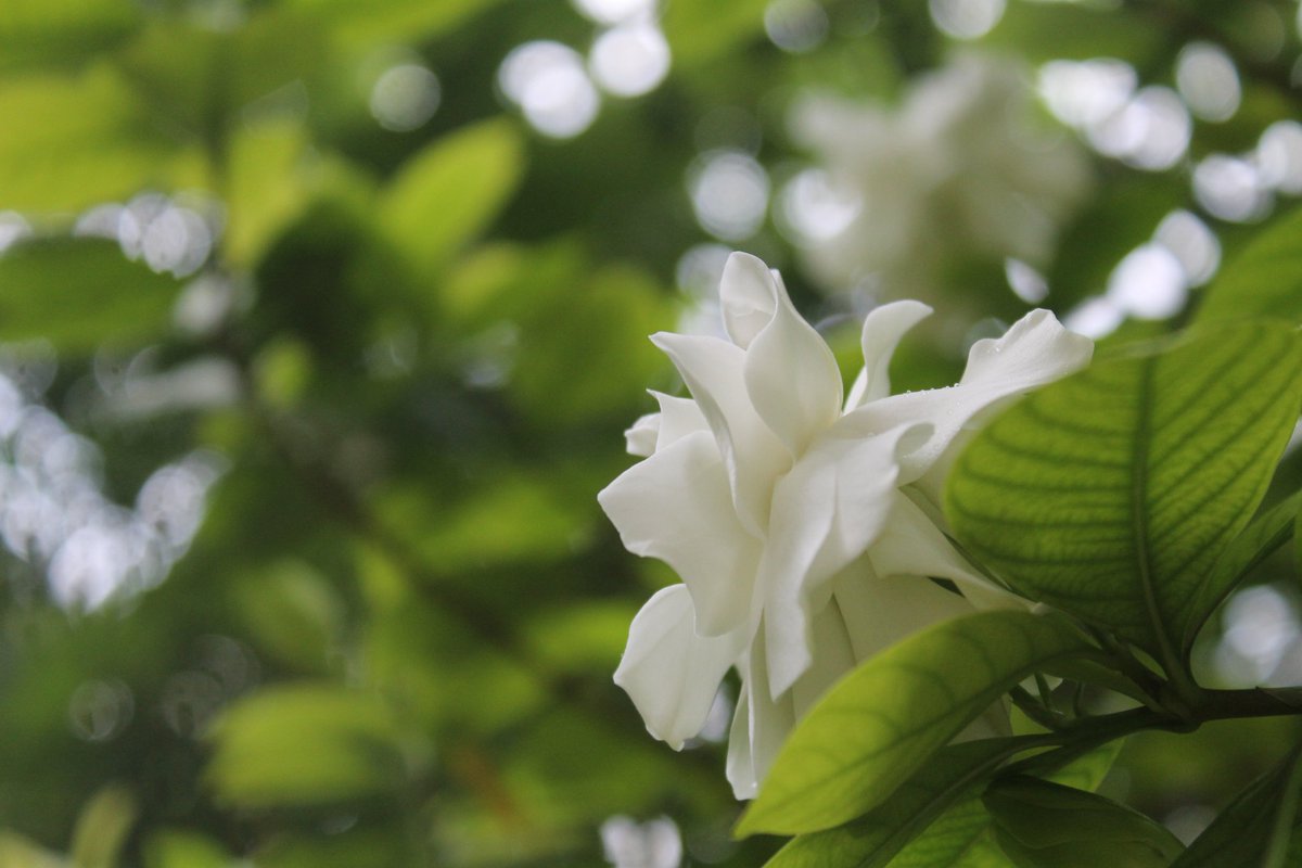 Soruban20's tweet image. #canon #rebelt3