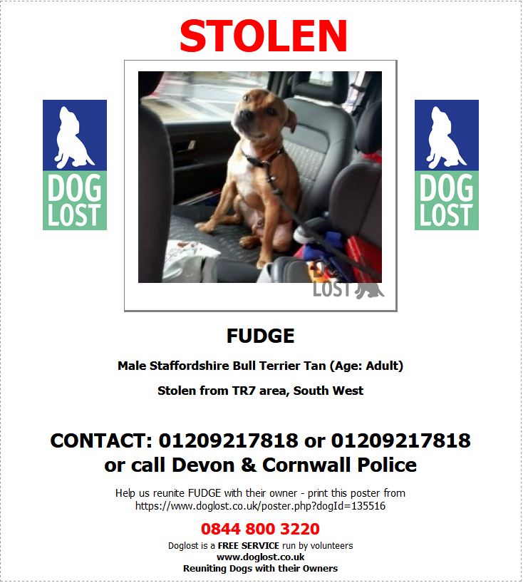 blacklab115's tweet photo. #STOLEN #FINDFUDGE Stolen from TR7 area, South West https://t.co/PUEAqvdBnR