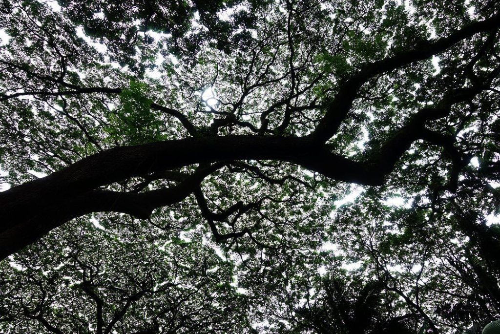 Trees. Hidden gem at Hilo @hawaiitropicalbotanicalgarden . . . . #travel #tropi… trekporium.com/trees-hidden-g…