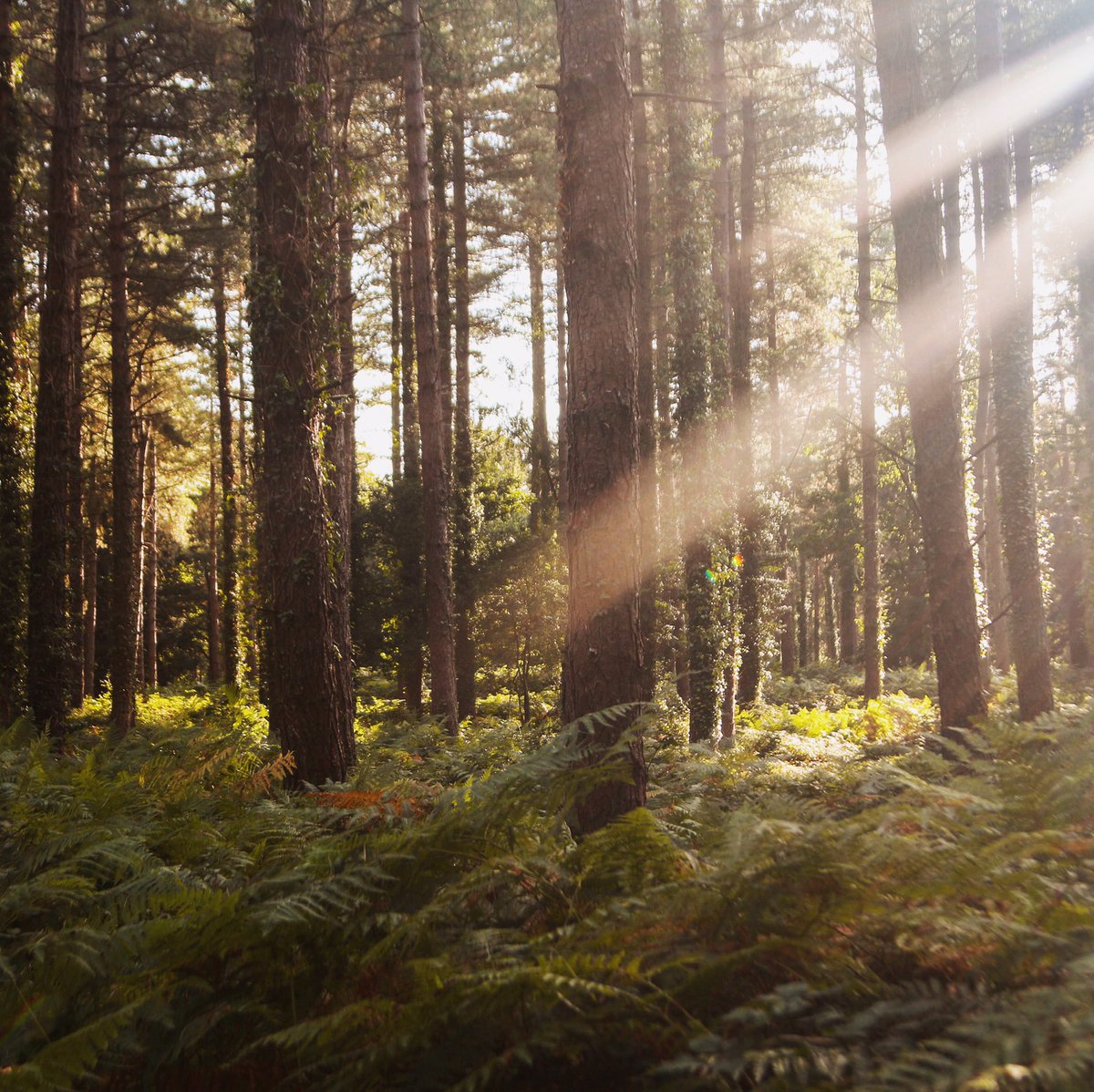 touchofwild tweet picture