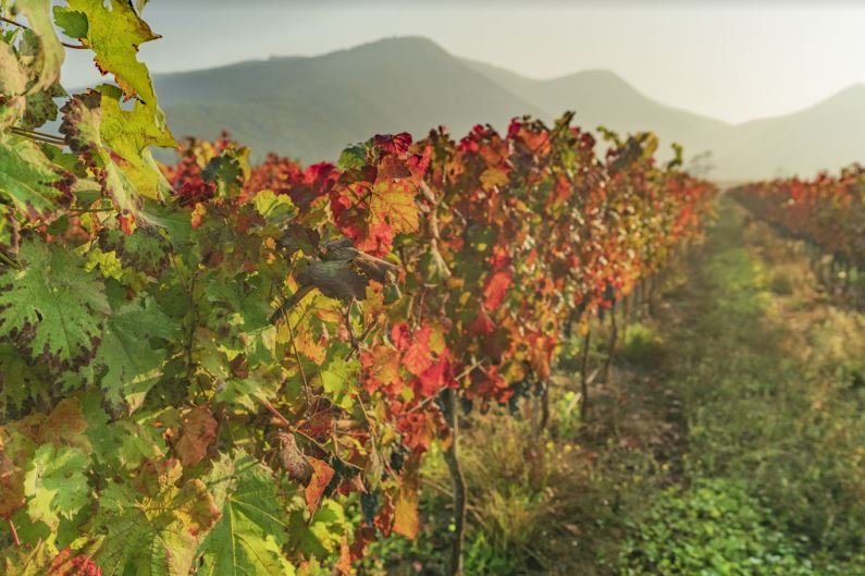 Estamos convencidos de que el cuidado de los viñedos es esencial para la preservación de sus recursos naturales. Por esto, cultivamos nuestras vides con especial cuidado por el medioambiente. El 91% de nuestra producción tiene certificación de sustentabilidad. #sustentabilidad