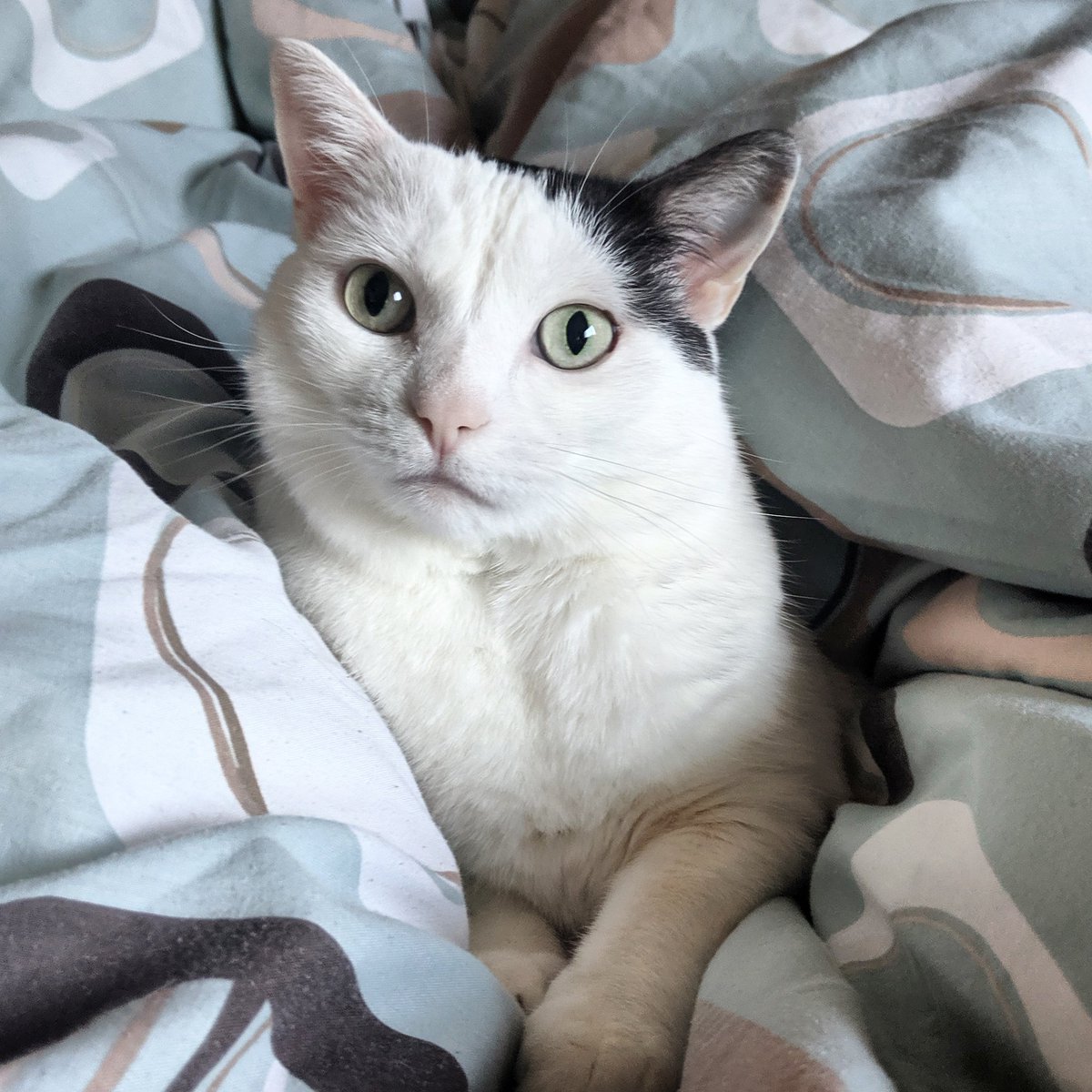 HouseofFuzz's tweet image. Good Morning my FuzZy friends #goodmorning #CatsOfTwitter