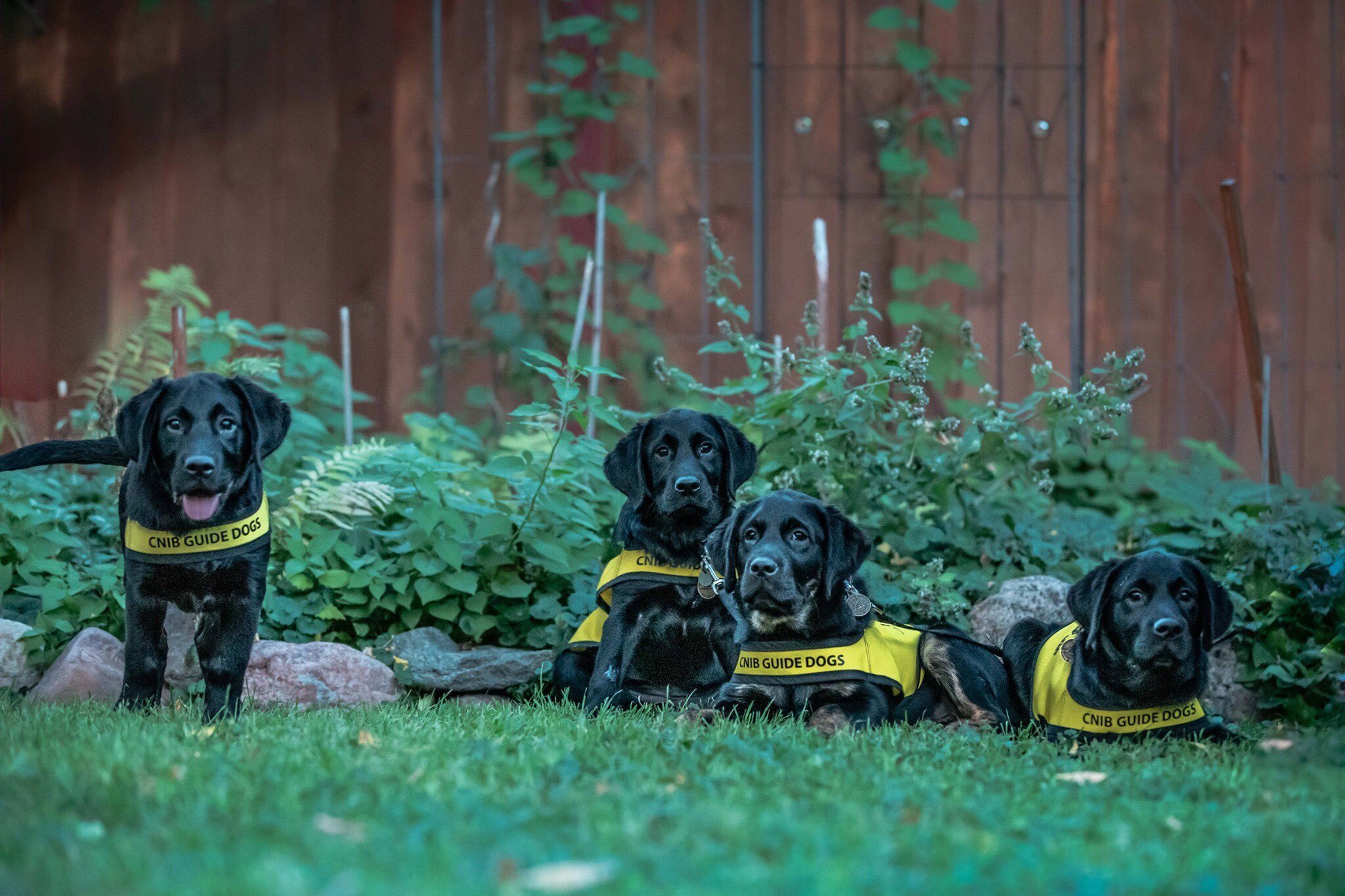 Air Canada On Twitter Puppies Onboard Future Guide Dogs For Cnib Recently Flew With Us From Brisbane Australia To Regina Learn More About Wallace Indy Lulu And Percy S Journey At Acmedia Https T Co Oagfpdayax Https T Co Wfwpjh5tdi