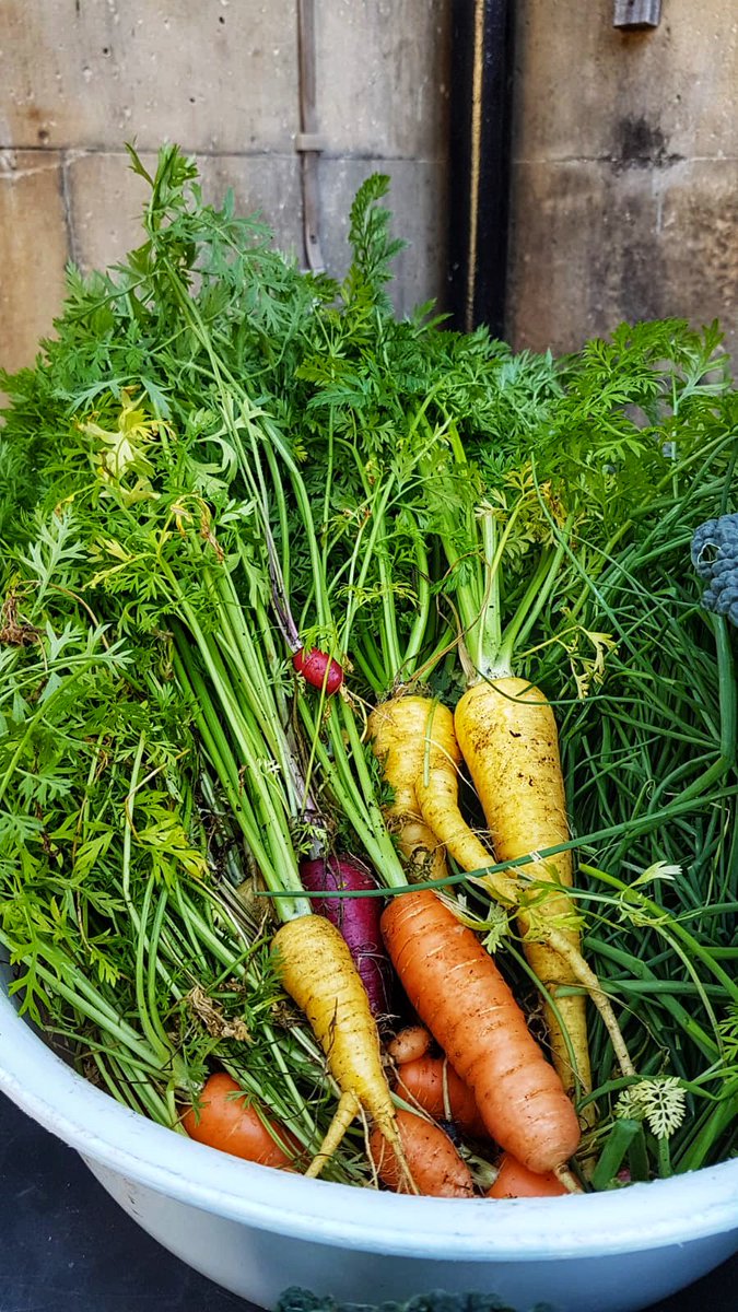 CafesbyHPL's tweet photo. Heritage carrots from our Kitchen Garden at #CafeModernOne! The Kitchen Garden is a fantastic source of fruit and veg throughout the year. We reckon the journey from plot to plate doesn’t get much shorter than that!! @NatGalleriesSco #ZeroFoodMiles #SeasonalProduce https://t.co/hsfz0ccCU7