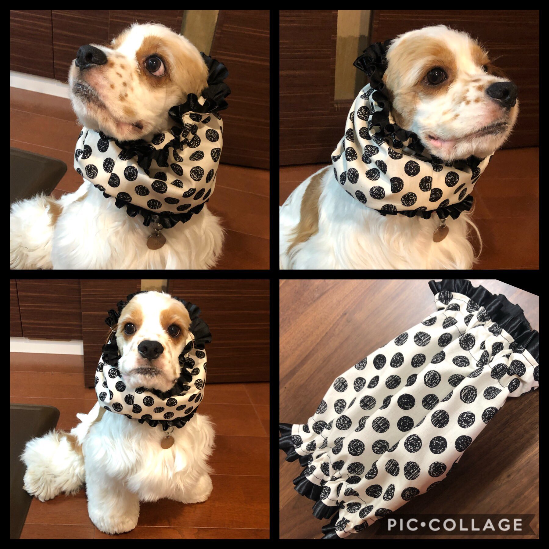 犬用ハンドメイドcocamoco店 久しぶりに またまたレースつかいました シンプルなモノクロオシャレ Americancoker Cokers Dogs アメリカンコッカースパニエル アメコカ コッカースパニエル 犬用スヌード ドッド柄 T Co