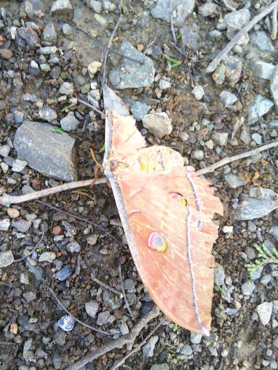 aritukamoto's tweet photo. カメラ持っていけばよかった…
言わずと知れたヤママユガ。
すっかりボロボロでしかも踏まれたらしく腹部には木の端くれが突き刺さって痛々しい姿であった。
しかし神々しいな…蛾屋でなくとも魅了されざるを得ない。 https://t.co/SwJpK8lv86