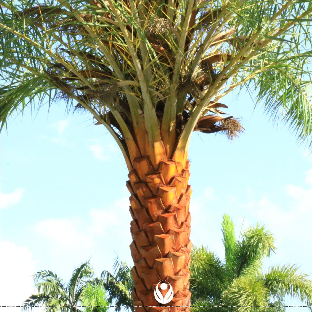When it comes to palm trees and large trees, we are specialists, and we have all the necessary machinery for your care.
GreenWalls305 ... 📲305-803-6480 greenwalls305.com

#Palm #Tree #Transplanting #landscape #design #project #Green #nature #miami  #service #naturelovers
