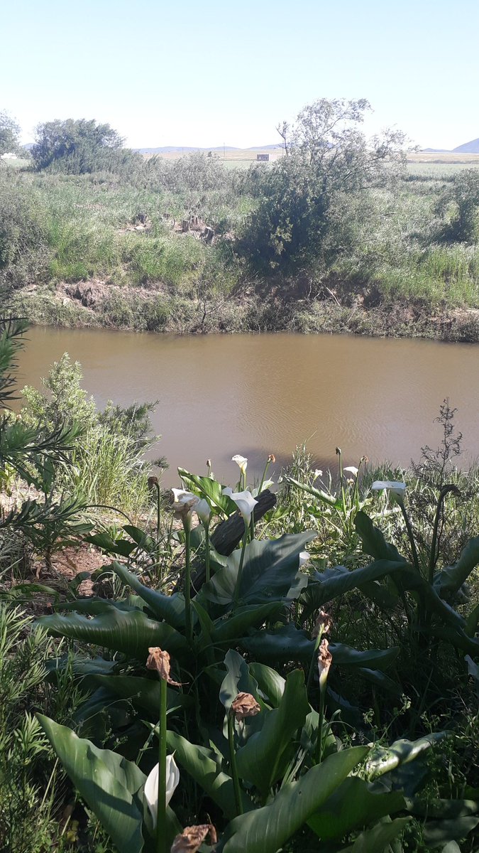 environmentza's tweet photo. We are now at the Bosplaas Riparian Restoration Site. Where the Palmiet plant is grown to help with  binding river banks, splitting or channelling river water as required. #SER2019 https://t.co/Cxh710PNfP