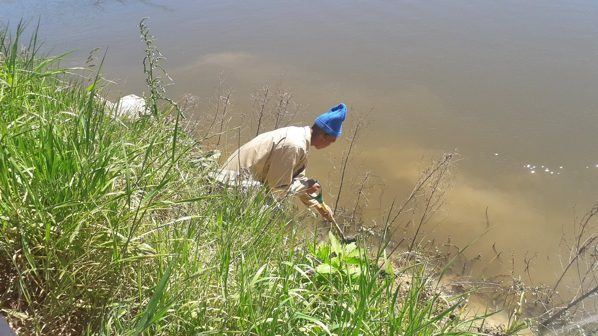 environmentza's tweet photo. We are now at the Bosplaas Riparian Restoration Site. Where the Palmiet plant is grown to help with  binding river banks, splitting or channelling river water as required. #SER2019 https://t.co/Cxh710PNfP