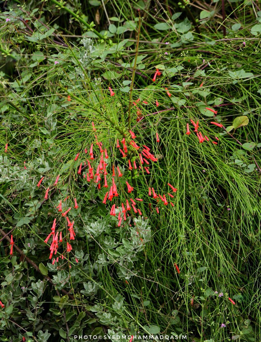 EvolveLeadLove's tweet photo. Russelia Equisetiformis is an interesting plant,its red flowers look like https://t.co/uT4FKq6qrb is a very popular nectar plant for hummingbirds &amp;butterflies.#FireCrackerPlant also called fountain bush &amp;
coralplant, is flowering in #Delhi 
#StoriesOfTreesOfDelhi #TreesOfDelhi https://t.co/kUVKDc63yV