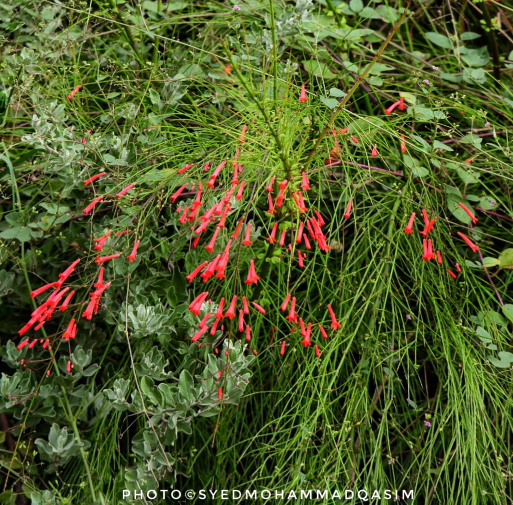 TreesDelhi's tweet photo. Russelia Equisetiformis is an interesting plant,its red flowers look like https://t.co/fXuzVHV4B7 is a very popular nectar plant for hummingbirds &amp;butterflies.#FireCrackerPlant also called fountain bush &amp;
coralplant, is flowering in #Delhi 
#StoriesOfTreesOfDelhi #TreesOfDelhi https://t.co/jy2QE2Qvqg