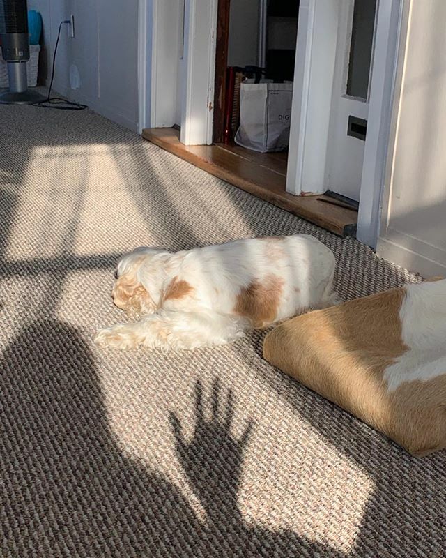 LiveShoresideUS's tweet photo. How much is that doggie in the window.... https://t.co/MGvKm8ihNq https://t.co/RgFdQl9yXG