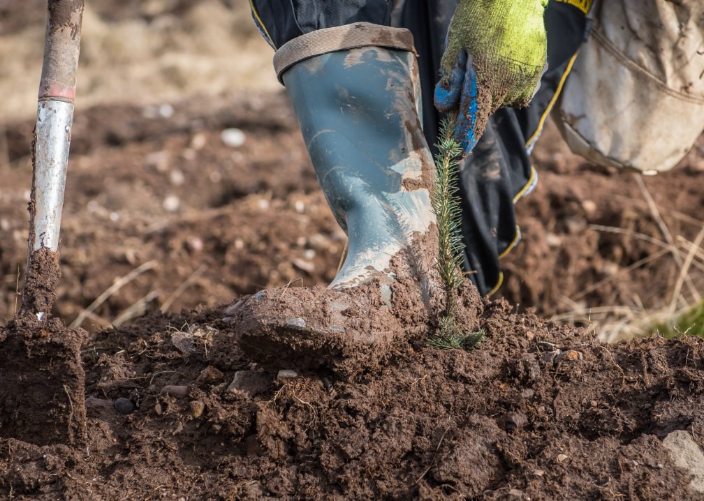 booted foot firming soil around newly planted seedling