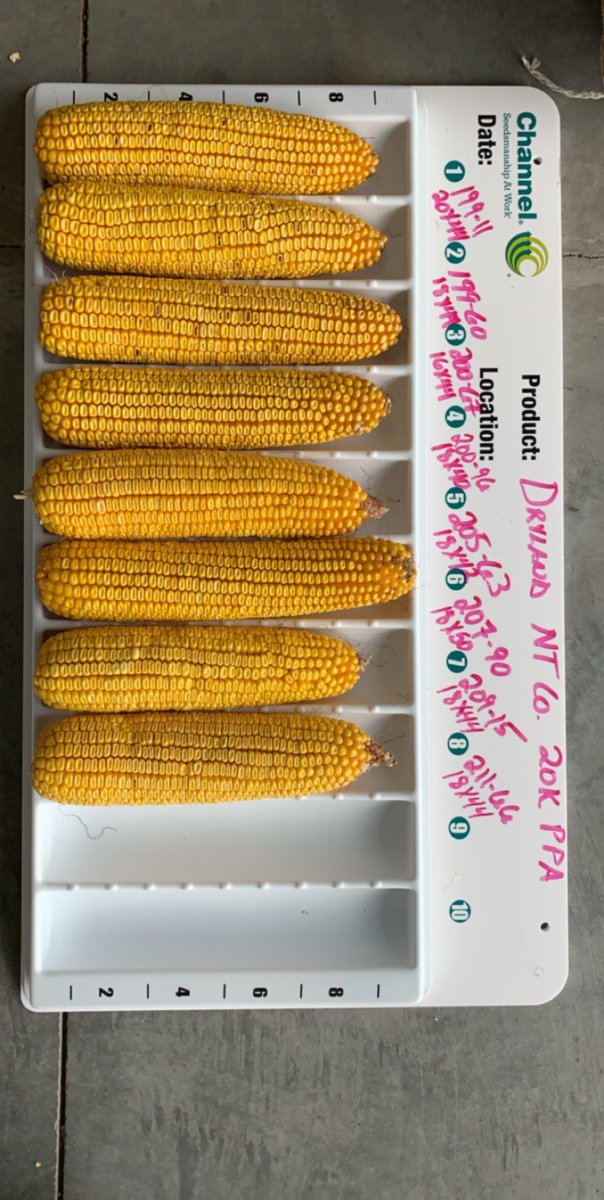 Plots are coming along nicely. Going to be a fun and exciting harvest if you missed the hail. Great new lineup of products AGAIN coming from <a href="/ChannelSeed/">Channel Seed</a>
