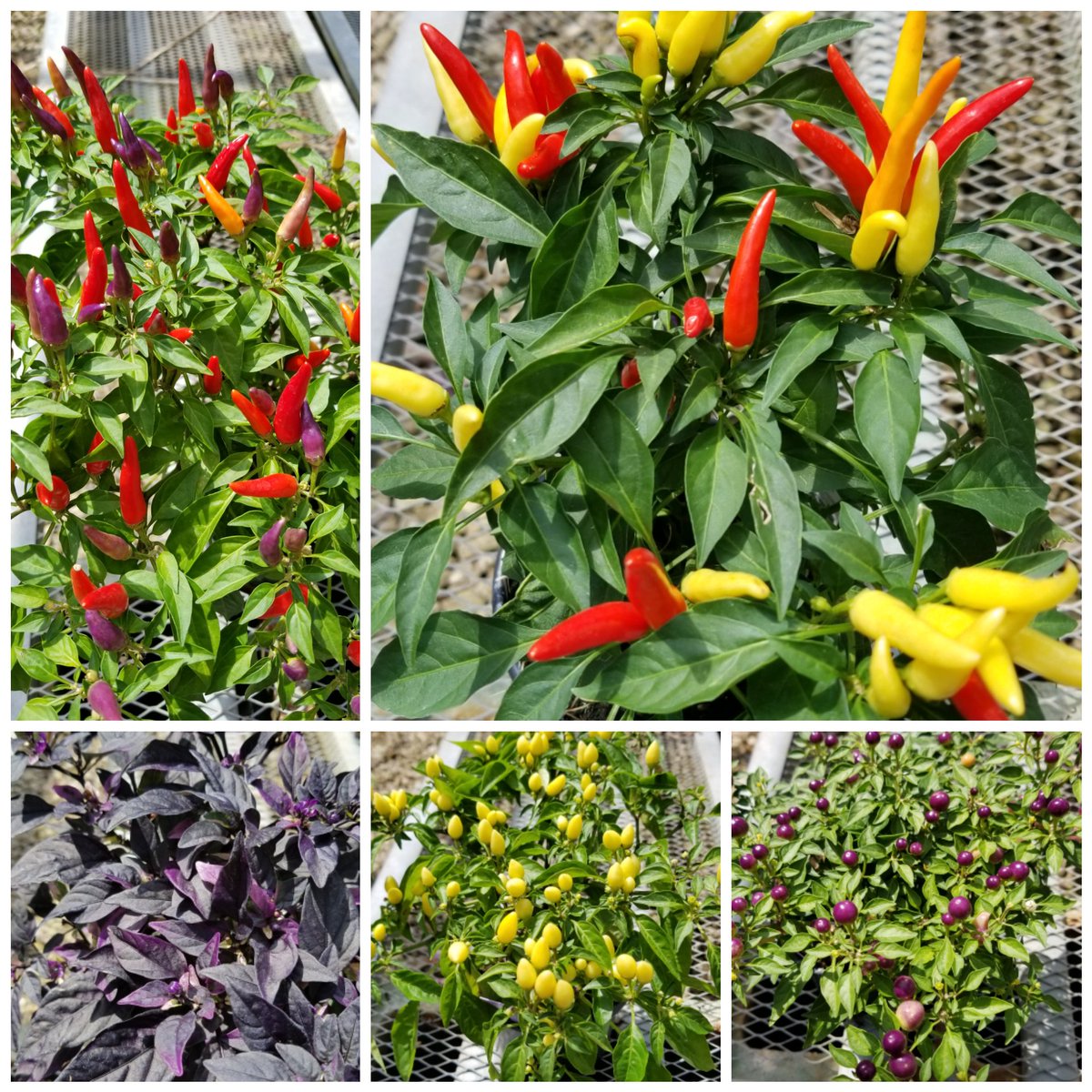 EspositosGC's tweet photo. Here's an easy way to add some color to your fall beds - ornamental peppers! These beauties come in a range of colors. 

While you can eat them, they're typically not known for their culinary flavors as they usually lack the heat that most peppers are known for. https://t.co/3dy2AnCRn1