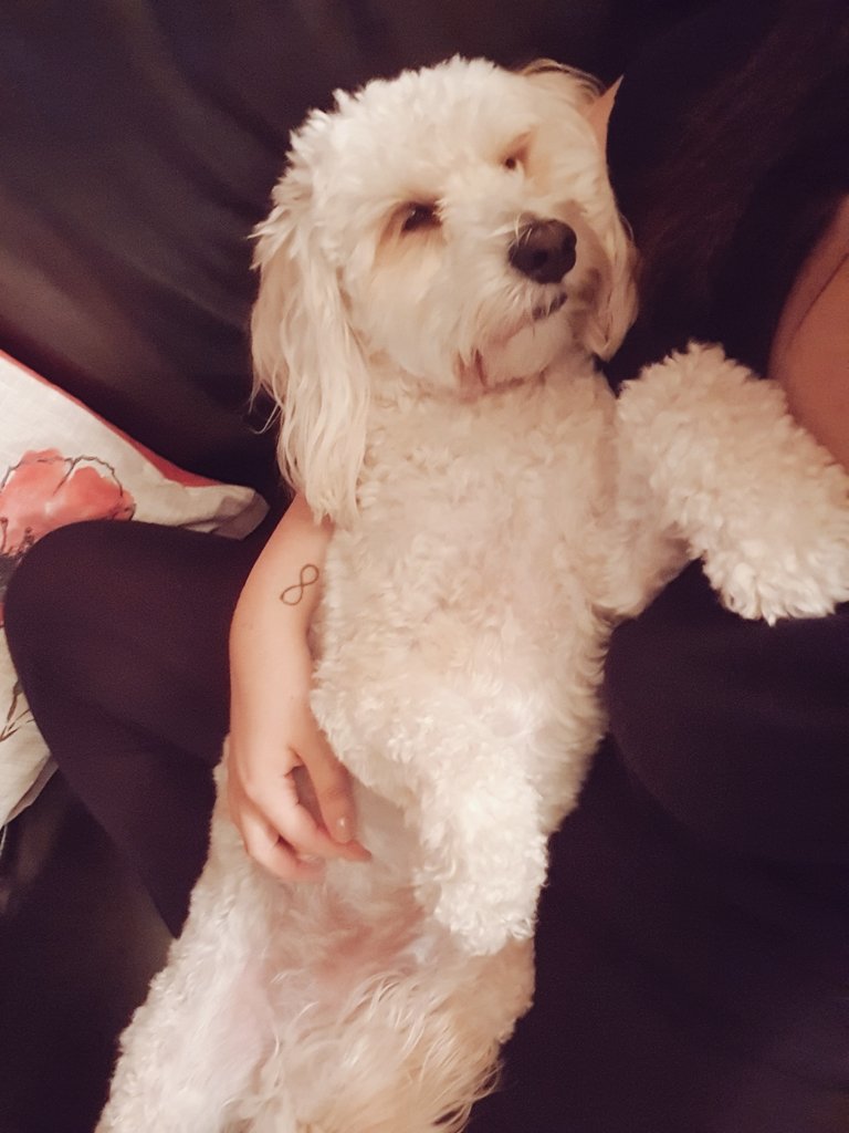 HannahRiding's tweet photo. Can we just take a minute 😫 how frickinnnnn cute is my doggo tho 🤷🏻‍♀️ she's actually my life 😍 https://t.co/hkoiqrSoWZ
