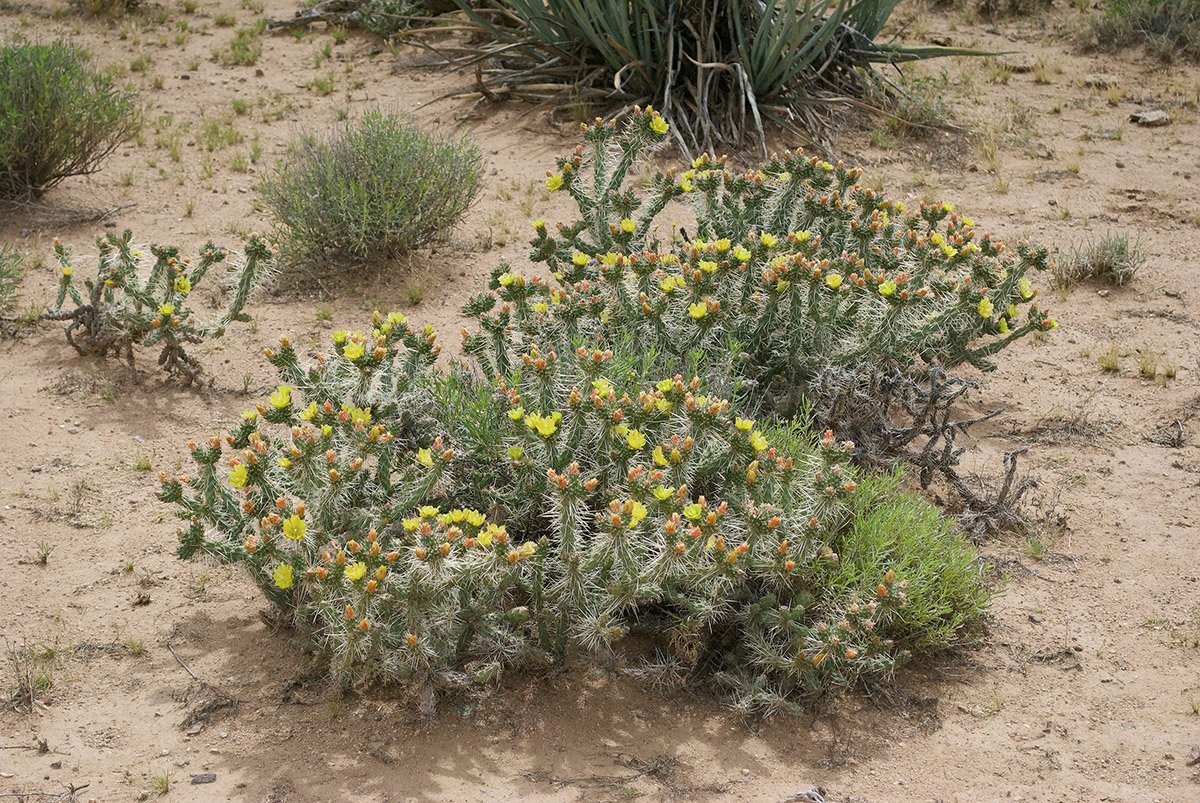 Botanical Society of America tweet media