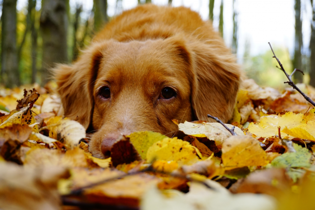 WhatABagelON's tweet photo. Fall is officially here! What's your favorite part of the new season? https://t.co/pGpomb2Lnj