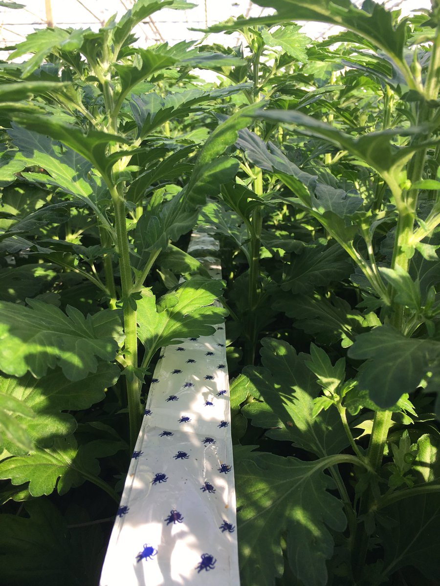 Cucumeris doet het nog steeds goed in #Chrysant . Vandaag live een cucumeris gezien die een tripslarve aanvalt. <a href="/iperen_nl/">Van Iperen</a>  #bugline heeft zich weer bewezen dit jaar. <a href="/Bioline_AS/">Bioline #bioControle 🐝🐞🕷</a> <a href="/Bioline_AS/">Bioline #bioControle 🐝🐞🕷</a>