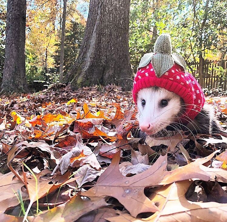 jodieegrace's tweet photo. fall mood board https://t.co/K8r7O3DZuR