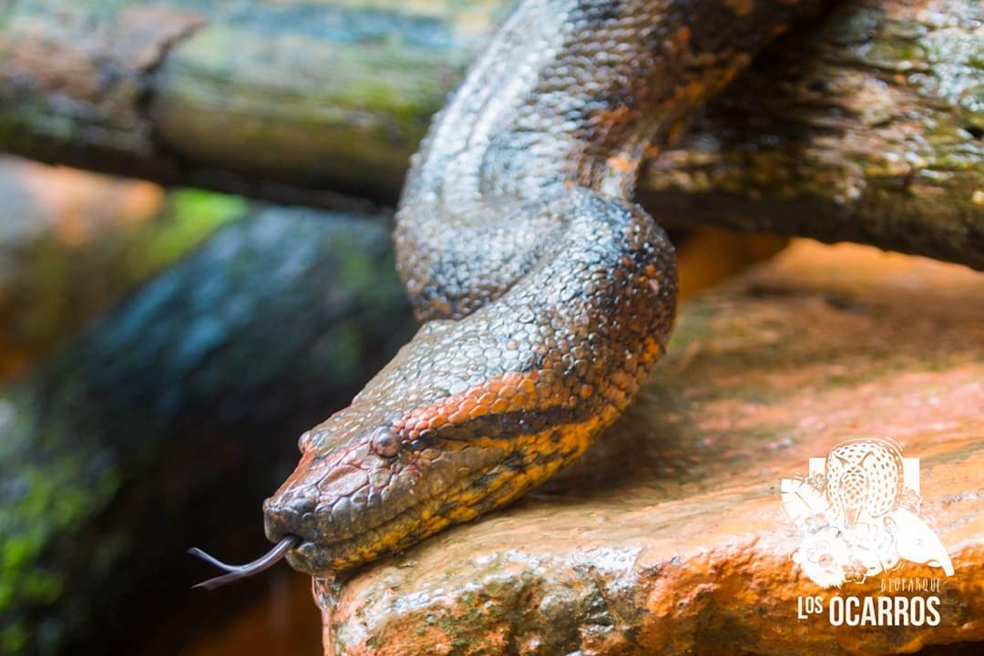 ¡Preocupante! <a href="/BiopOcarros/">Bioparque Los Ocarros</a> a punto de cerrar sus puertas por falta de visitantes. Por el cierre de la vía éste año ha dejado de recibir 200 mil turistas. El parque requiere $200 millones mensuales para alimentar y sostener 660 animales víctimas de tráfico y atropellamiento.