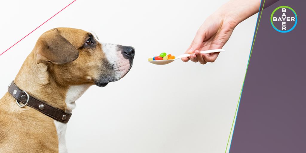 Elanco4Pets's tweet photo. Health supplements can play an important role in your pet's health. But with so many chocies and price points, how do you know if you're picking the right supplement? Learn how here: https://t.co/4XBCQMuvNh https://t.co/2uRqatoSPy