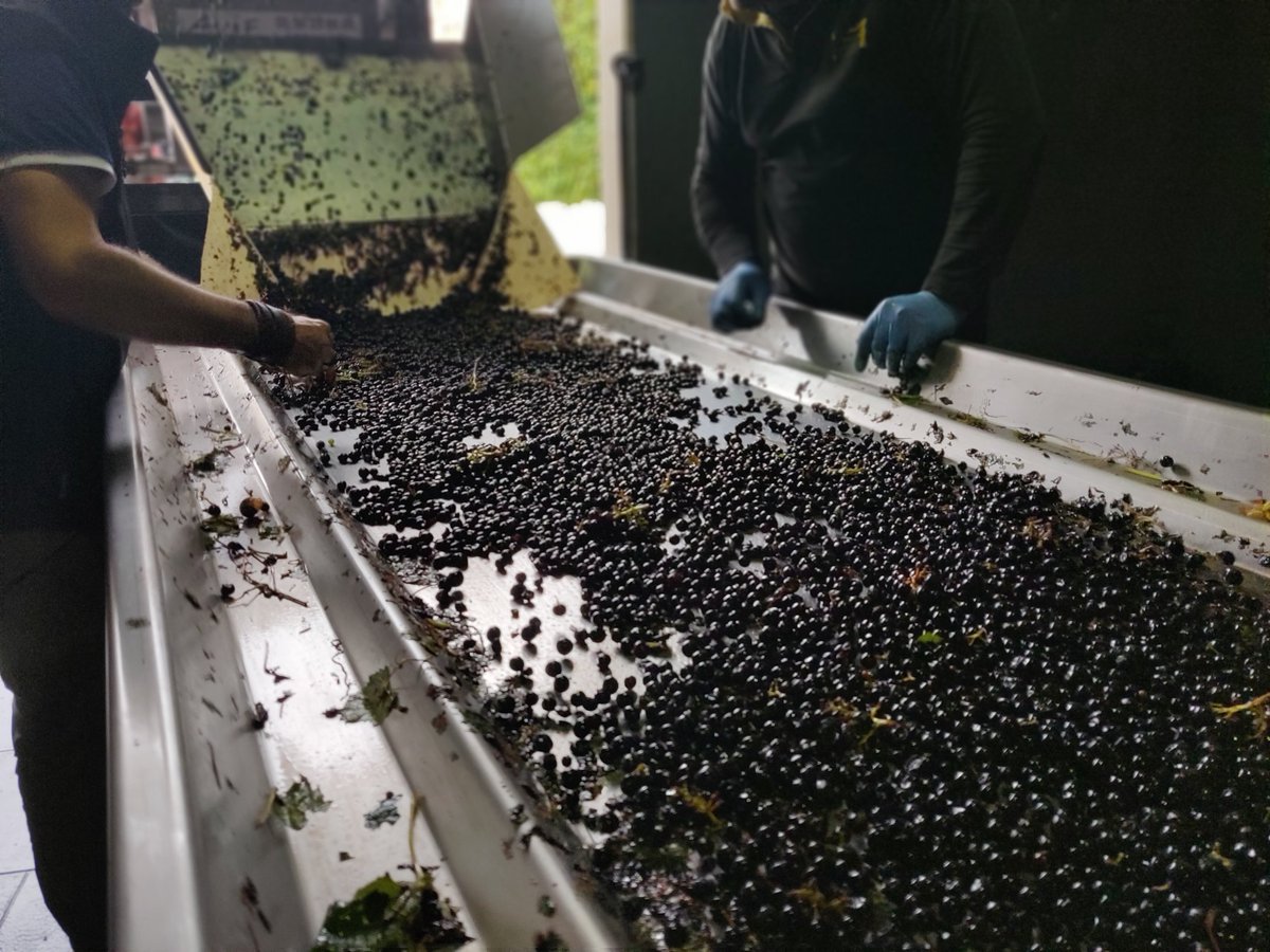If you you too want to enjoy the special atmosphere of #harvest period in #Bordeaux wineries... Then you could join us 🤩🍇🍷 #BordeauxWineGuide #BordeauxWineTours