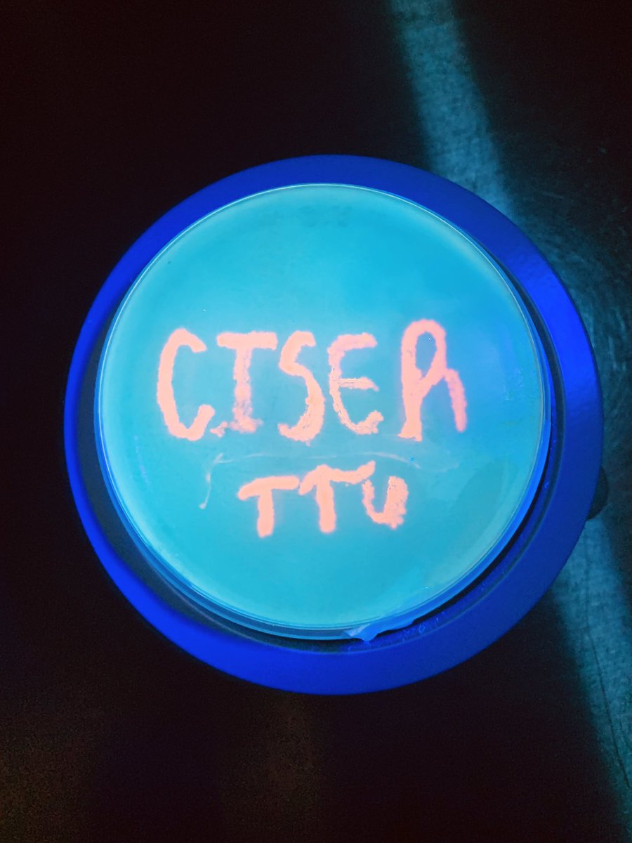 @sso_ciser ! CISER is one of biggest supporters and we are extremely thankful. E.coli strain expressing a tRFP, which makes it fluorescence under UV light. This was done using loop assembly and parts from the iGEM registry.  #igemraiders #CISER #tturesearch