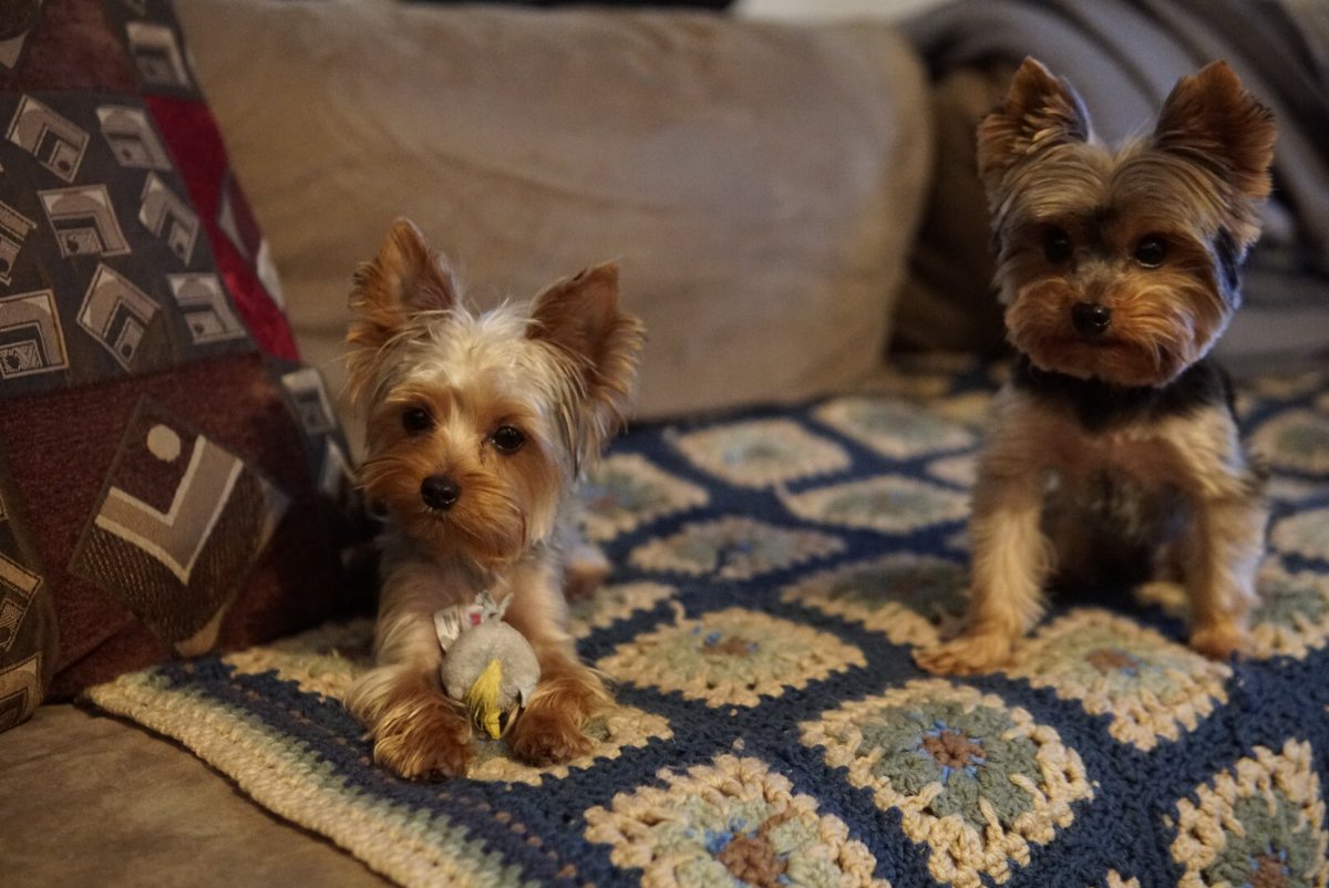 Who really cuter than my babies? 😍 #teacupyorkies #Paris #Buster