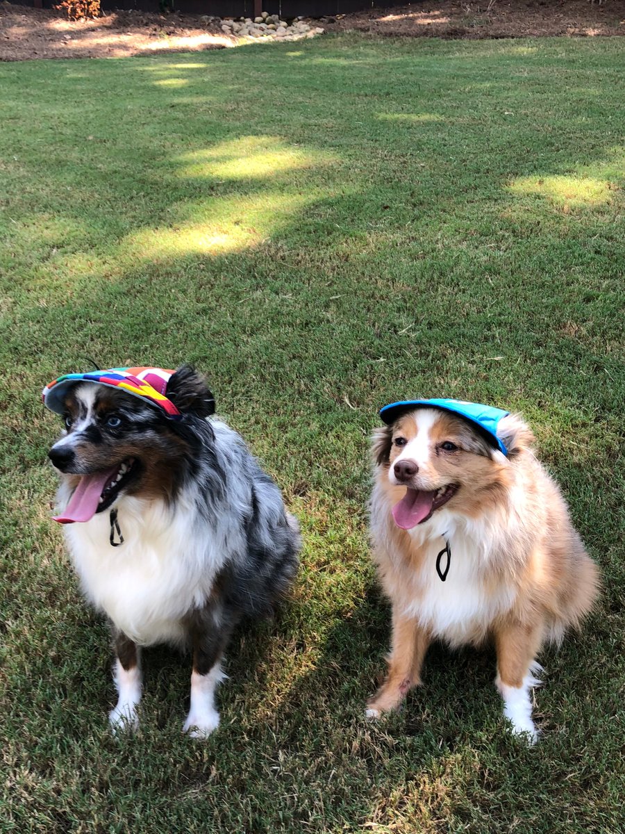 bardelbows's tweet photo. We have hats for your cool clients! #doggroomer #petgroomer #cooldog #dogsoftwitter #dogsinhats https://t.co/gWp3cnWYr7