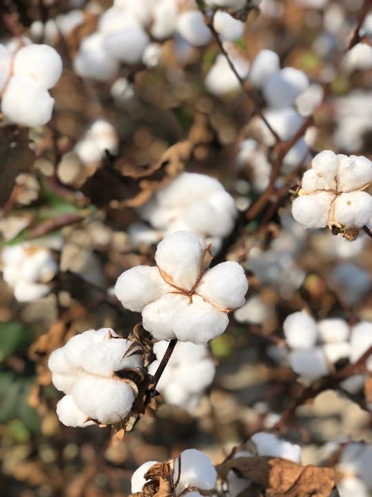 trellis_inc's tweet photo. Have you started harvesting your cotton?
•
•
•
#trellistuesday #harvest19 #cotton #farm #agtech #growmoreuseless #georgiagrown https://t.co/N7HShmOB3M