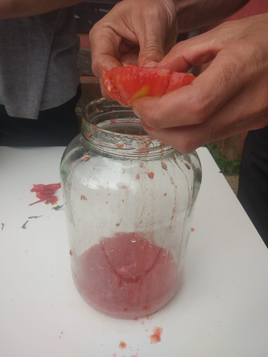 cristina_enea's tweet photo. Oraintxe bertan Cristina Enean / Ahora mismo en Cristina Enea / Right now at Cristina Enea. #tomatea #tomate #tomato #haziera https://t.co/9fm2JSLURE