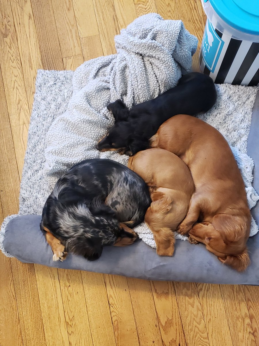 ChewieAnd's tweet photo. I can forget all the naughties they do when they look like this!🥰🥰 #dogsoftwitter #dachshund #dogs #Puppies #puppylove https://t.co/iFpfSnPbgc
