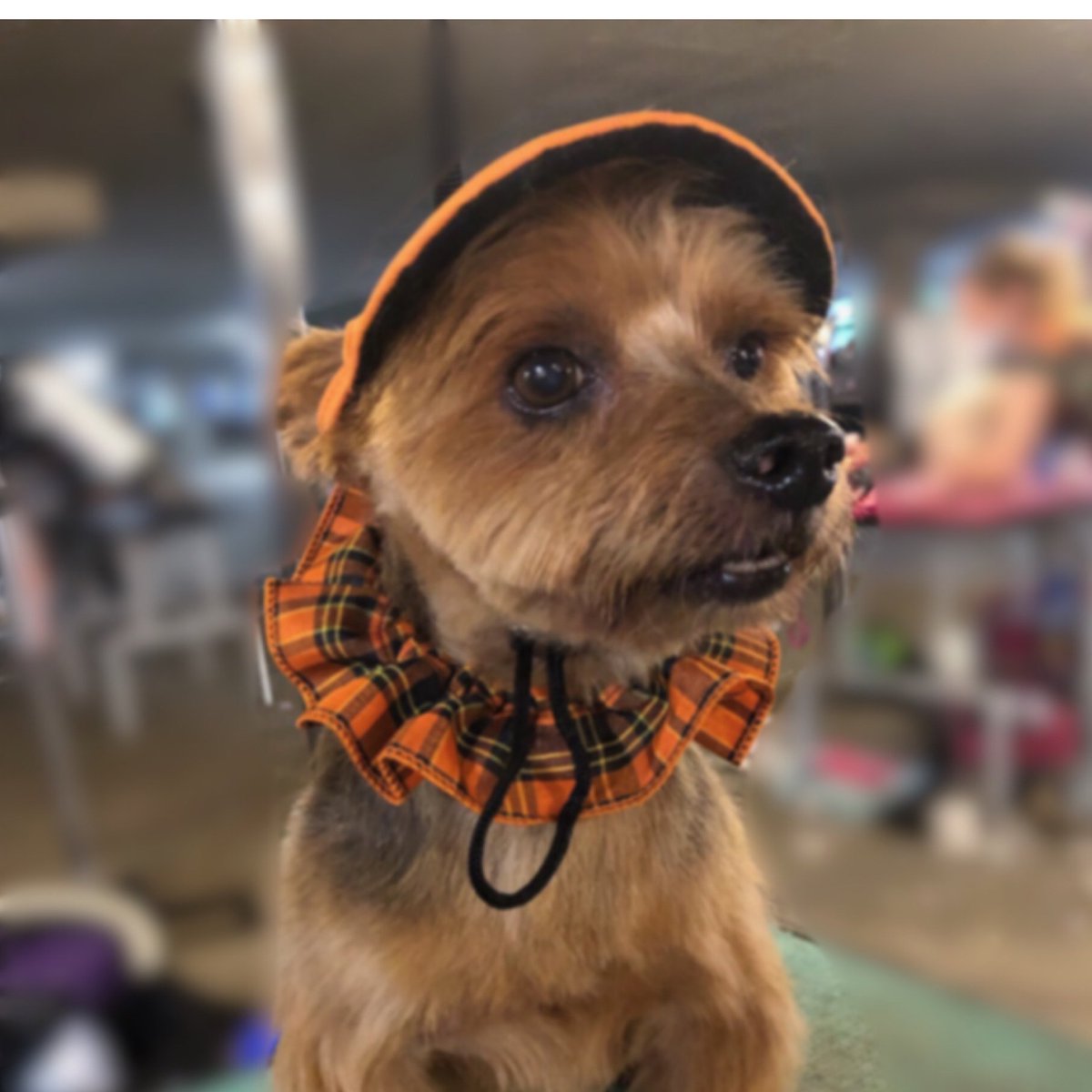 bardelbows's tweet photo. We are ready for Fall! #dog #groomer #grooming #petgroomer #dogs https://t.co/i1QXz0dwln