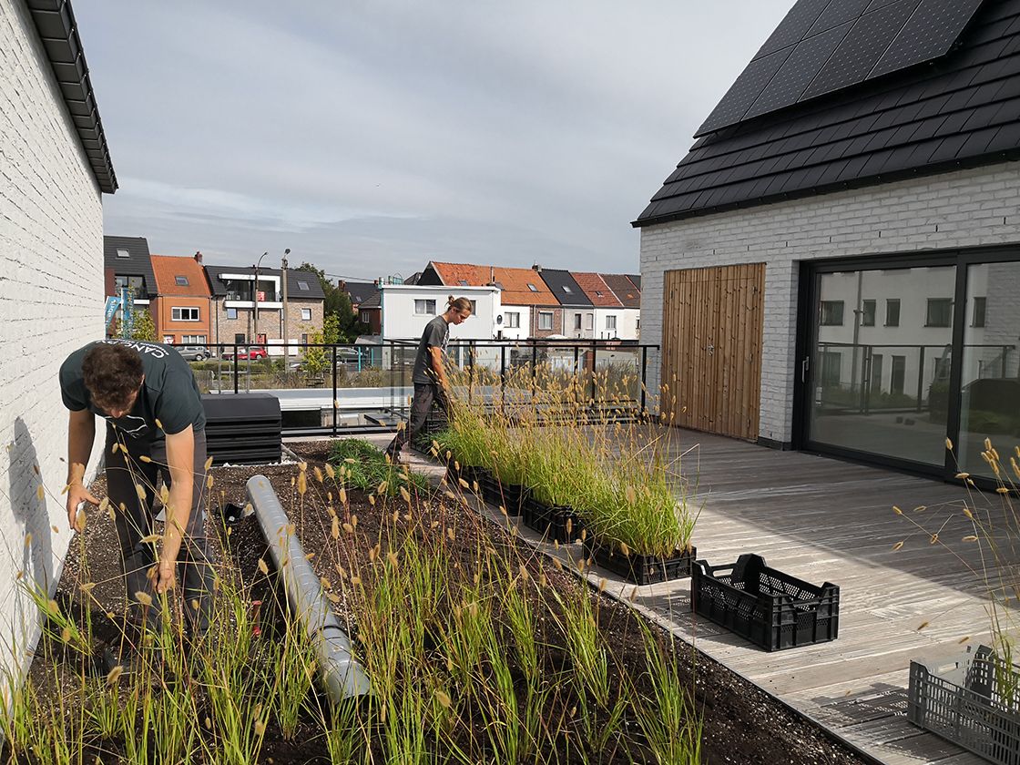 #siergrassen, je kan er tegenwoordig haast niet meer naast kijken. Elke straat heeft wel een voortuin vol siergras. En jazeker, ook op #groendaken zijn ze in trek. 
canopy-greenroofs.be/blogPost/semi-…