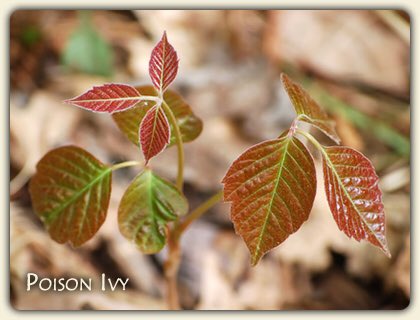 LearnSomeDaily's tweet image. 15% of the population is not allergic to poison ivy
