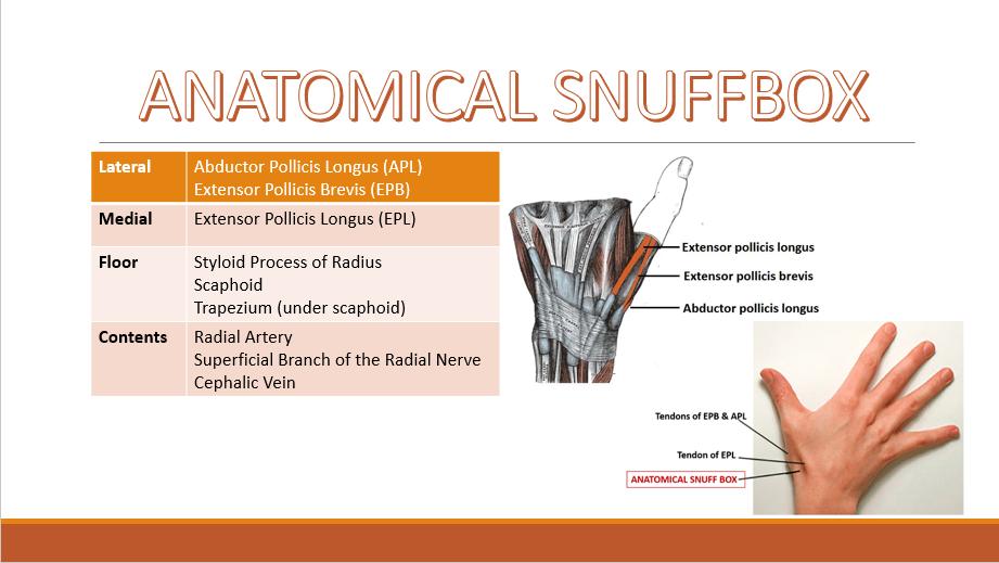 PT flashcards on X: THE WRIST AND HAND: ANATOMICAL SNUFFBOX 💡 ◦The  “anatomic snuffbox” is an important area. It is a skin depression that lies  distal to the styloid process of the