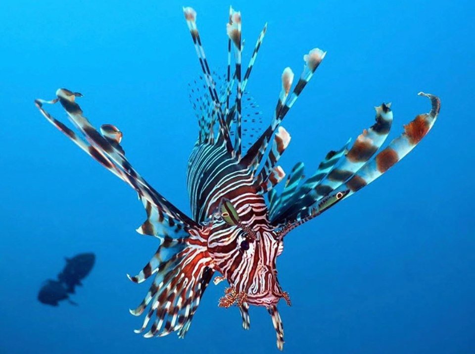 NakaweProject's tweet photo. Native to #Korea, it arrived in England in 1952 on the hulls of warships returning from the #Korean war and have since spread around the #UK.
.
What other invasive marine #species are out there? Let us know in the comments below!
📷: @michaels_bubbles
#lionfish #invasive https://t.co/61S6plDvHp